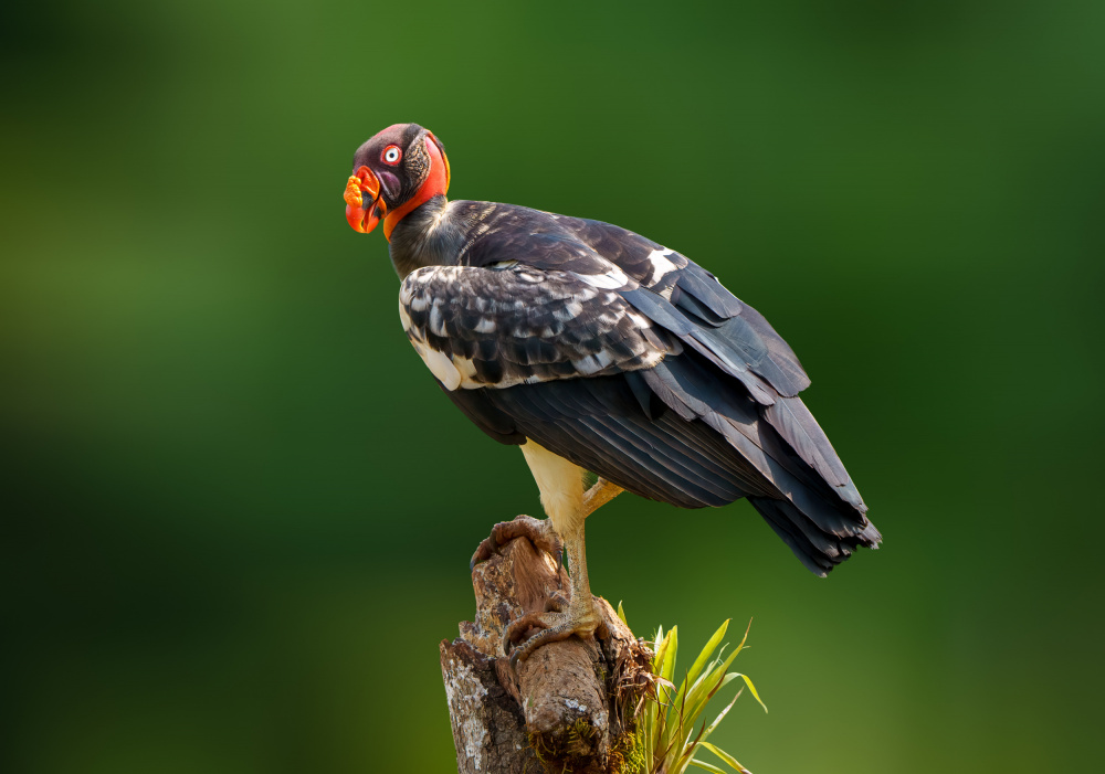 Vibrant King Vulture by Serena Duan — canvas wall art
