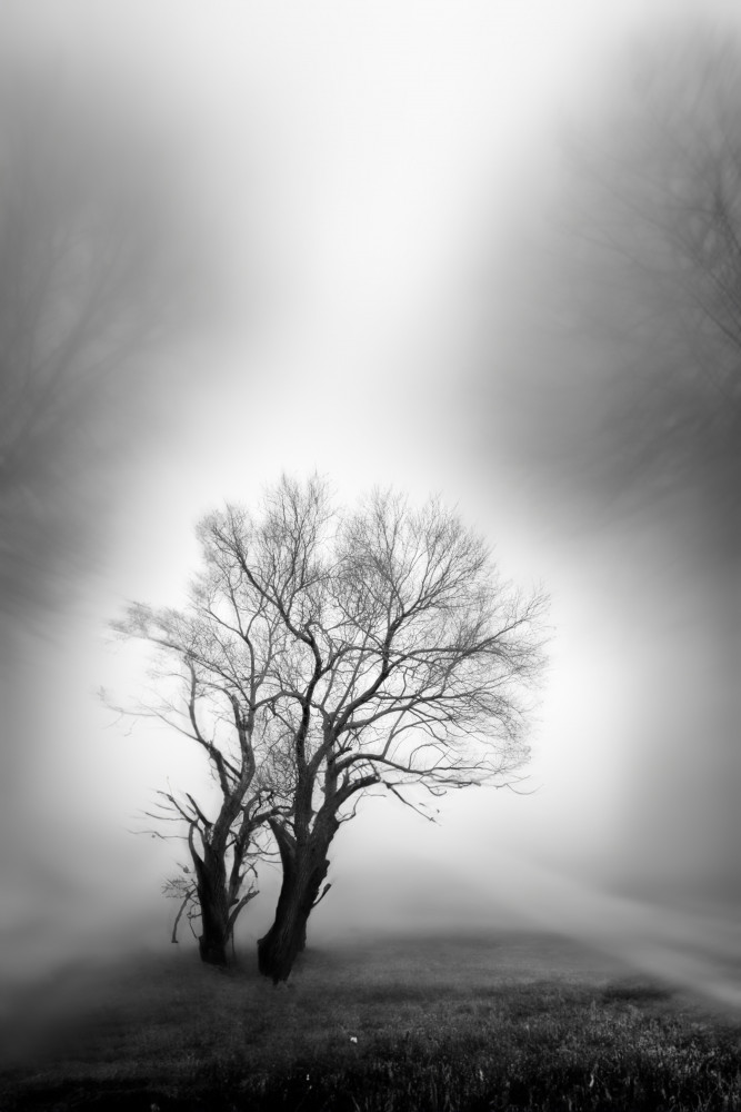 Misty Winter Trees by YoungIl Kim — canvas wall art