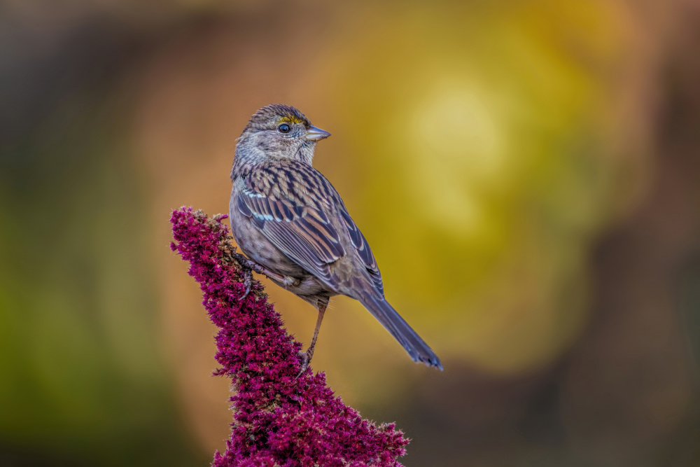 Autumn Bird on Bloom by Wei Liu — canvas wall art