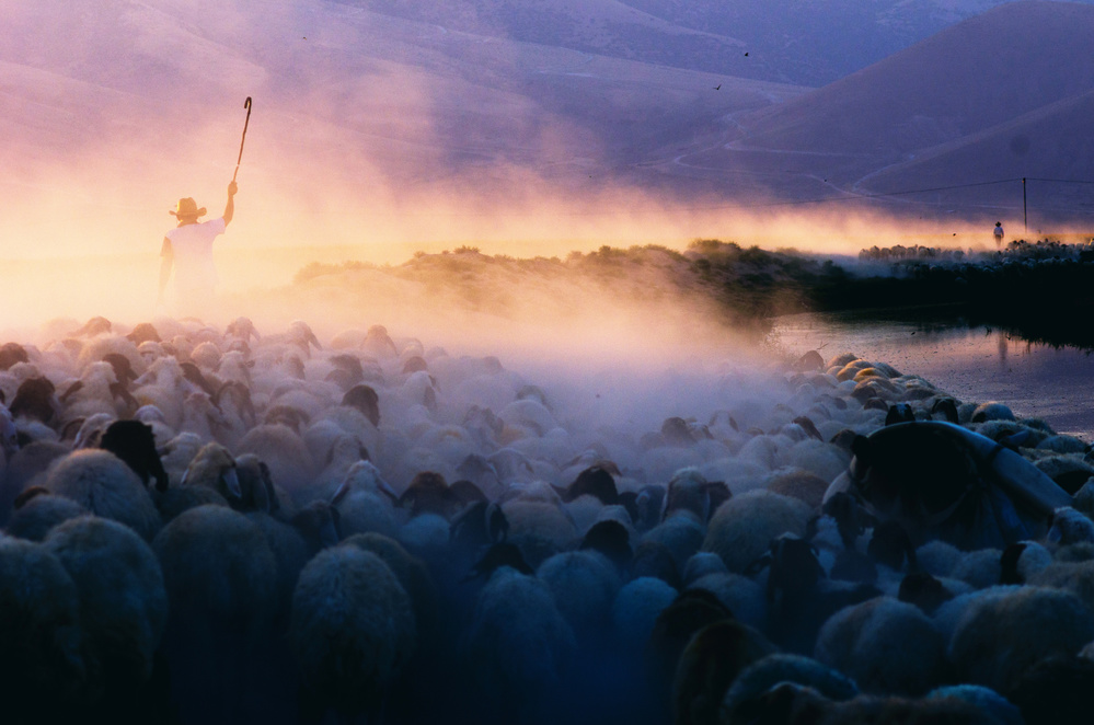 Shepherd's Misty Morning by Emir Bagci — canvas wall art