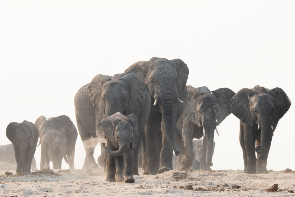 Elephant Family Journey by Etienne Steenkamp — canvas wall art