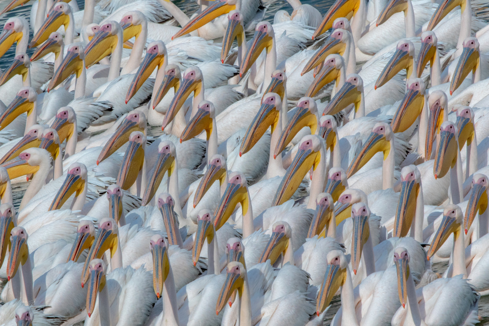 Great White Pelicans by Natalia Rublina — canvas wall art