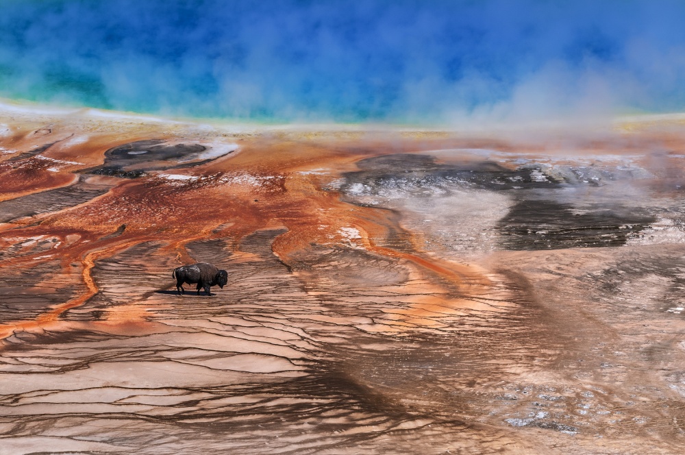 Yellowstone Bison Hot Spring by Tom Meier — canvas wall art