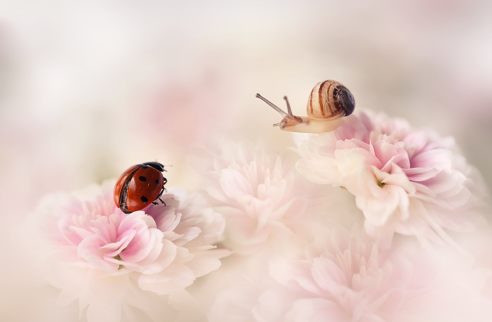 Delicate Flower Friends by Ellen van Deelen — canvas wall art