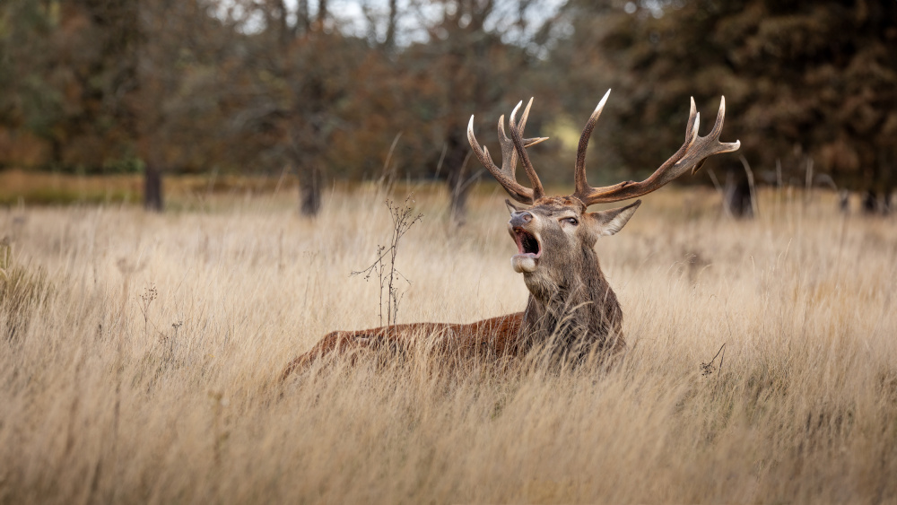 Roaring Red Stag by Kieran O Mahony AIPF — canvas wall art