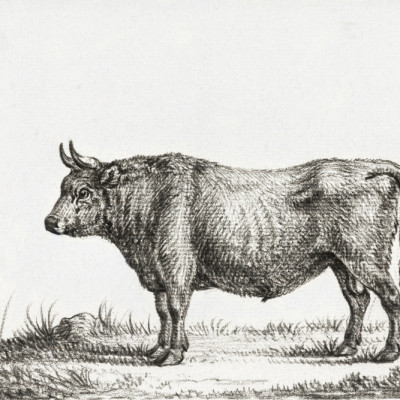 Standing Bull