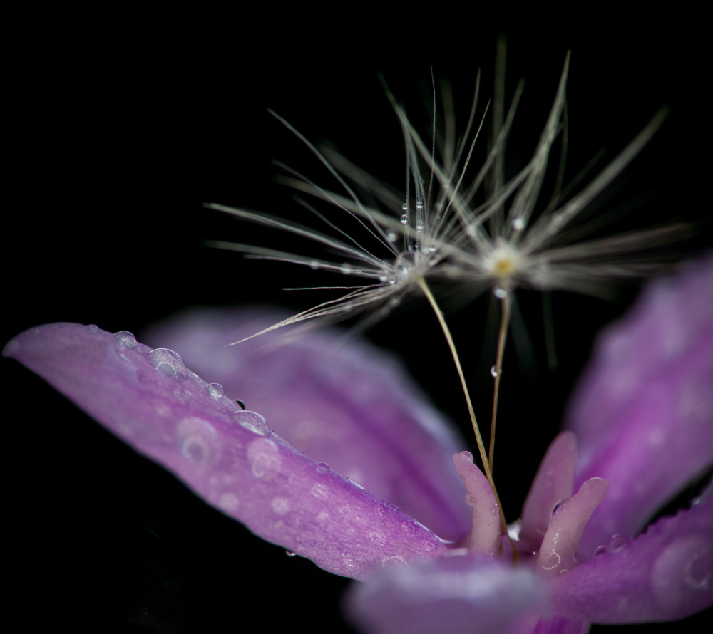 Dandelion Dew Drops by GuruShots — canvas wall art