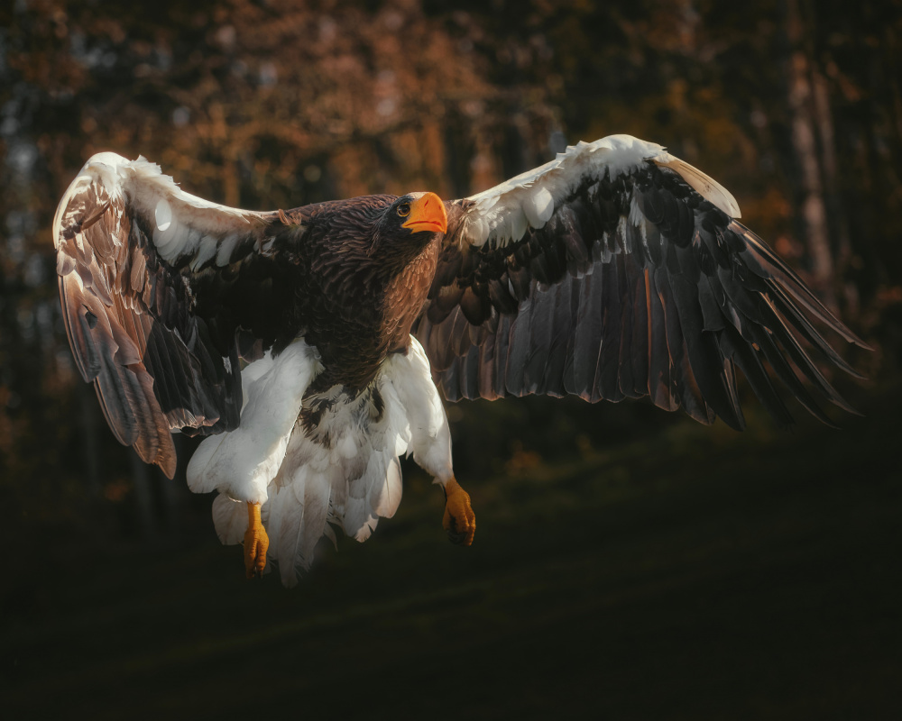 Flying Steller's Sea Eagle by Michaela Firešová — canvas wall art