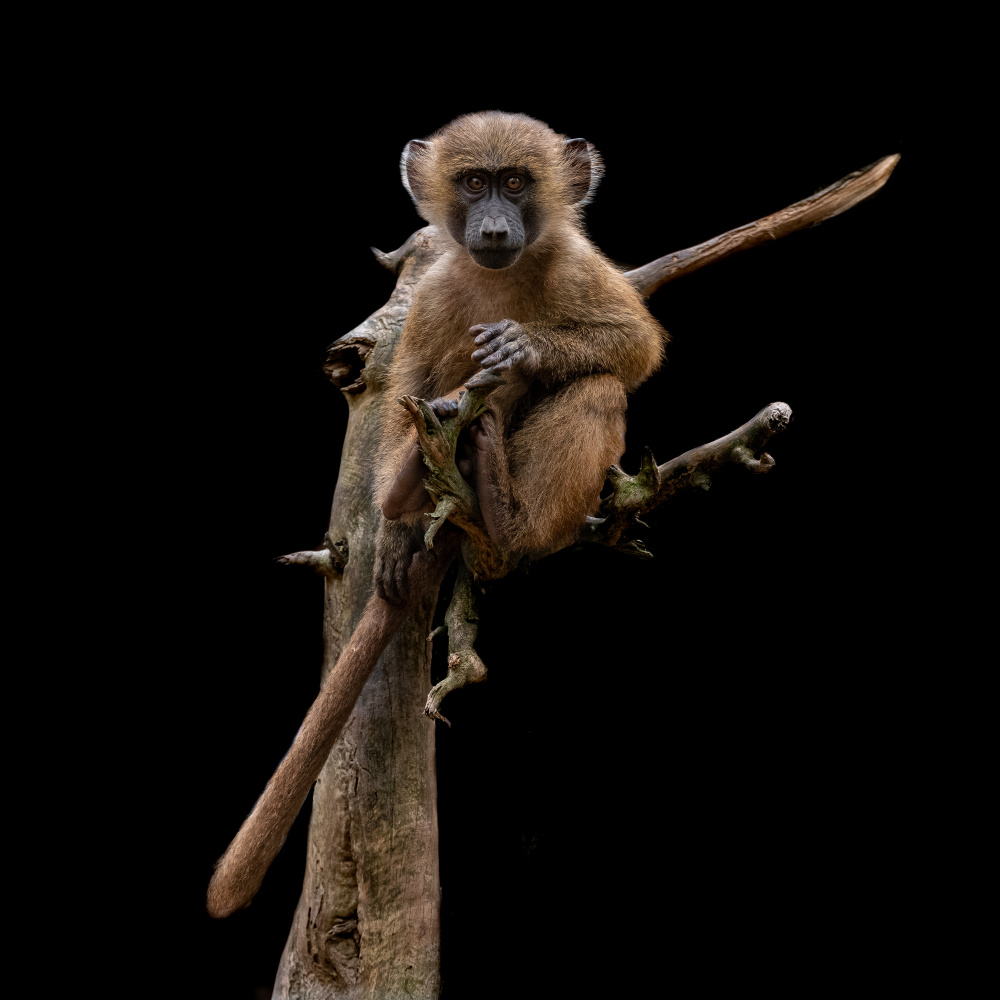 Curious Baboon Gaze by Georgios Tsikiridis — canvas wall art