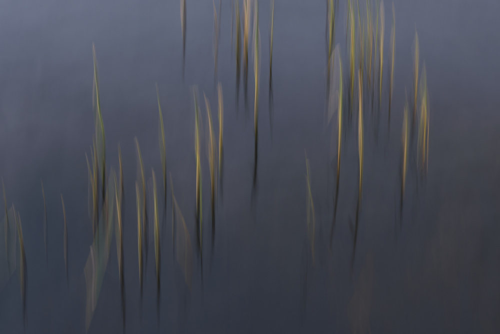 Calm Water Reeds by Hamed Bank — canvas wall art