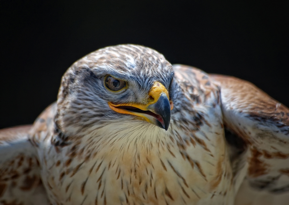 Majestic Hawk Portrait by Alain Turgeon — canvas wall art