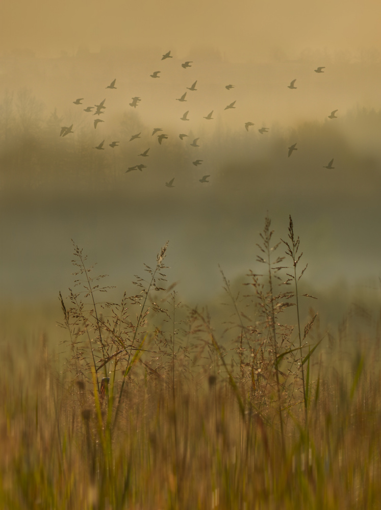 Birds In Misty Morning by Serena Duan — canvas wall art
