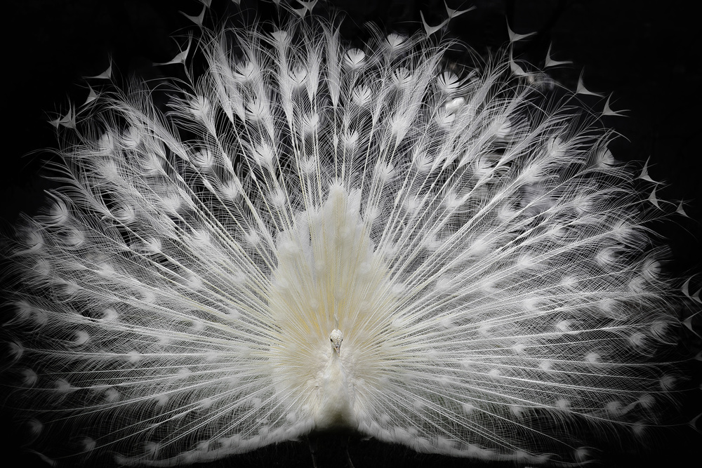 Majestic White Peacock by Pino Liddi — canvas wall art