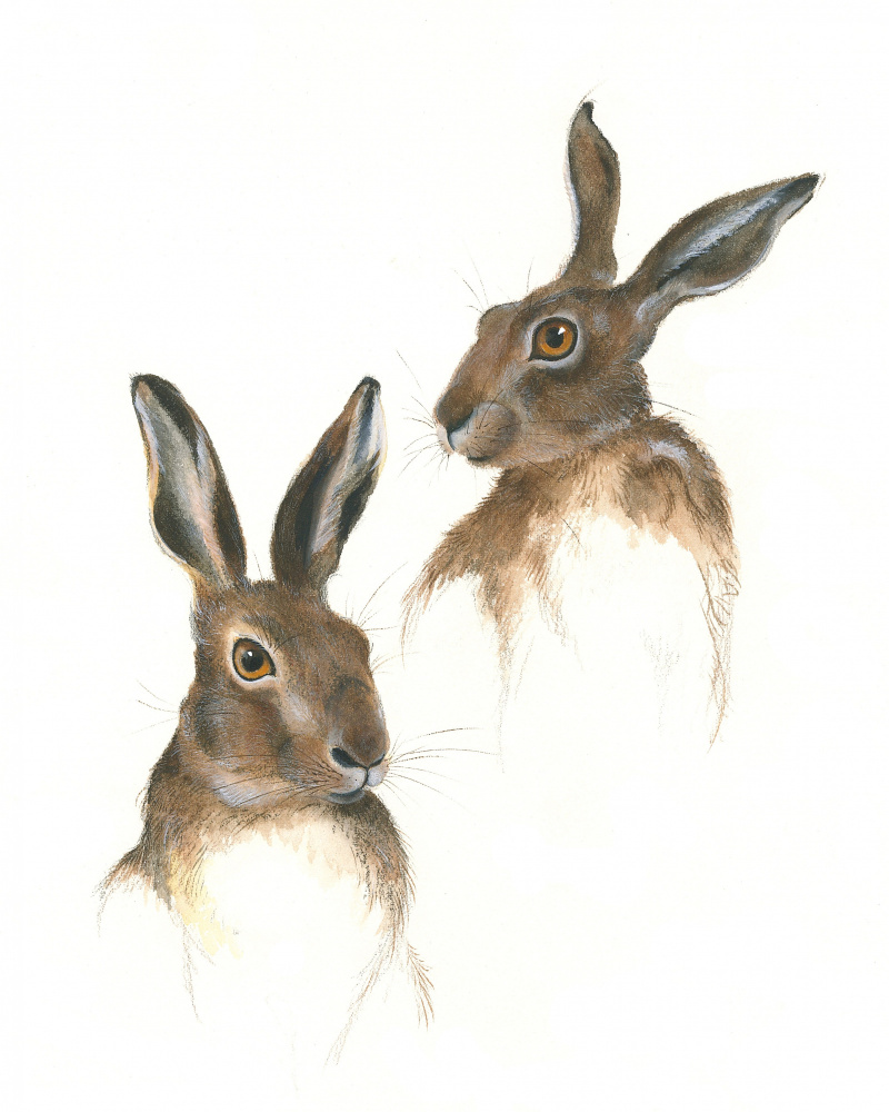 Two Hares Study by Isabelle Brent — canvas wall art