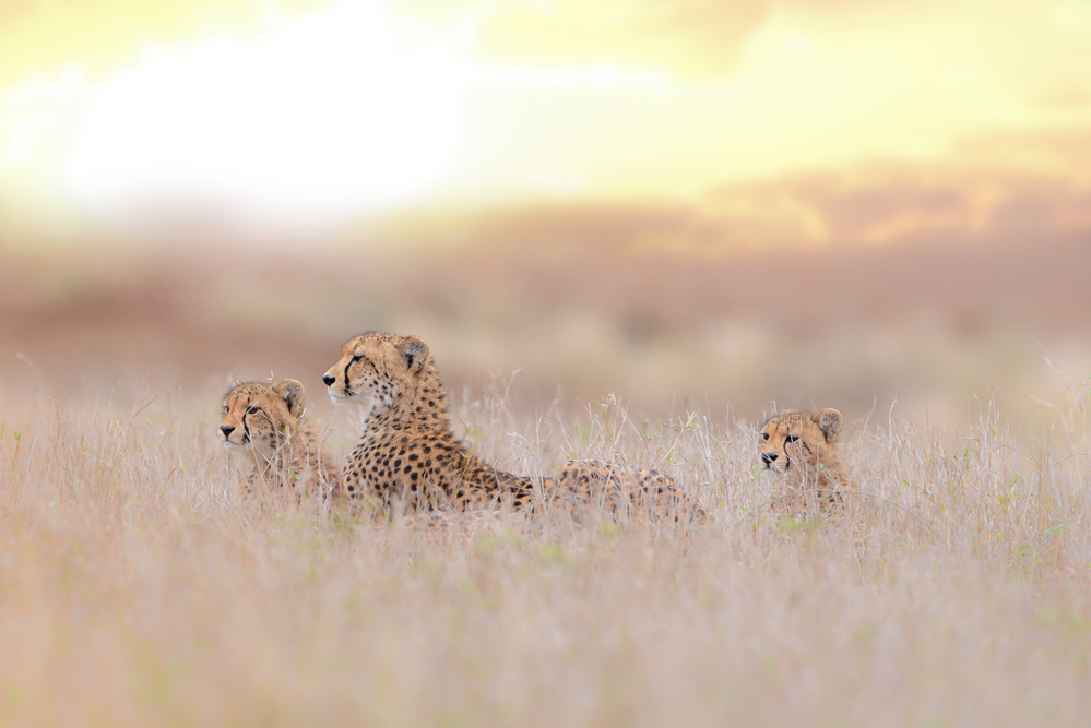 Cheetah Family Golden Light by Ozkan Ozmen / Big Lens Adventures — canvas wall art