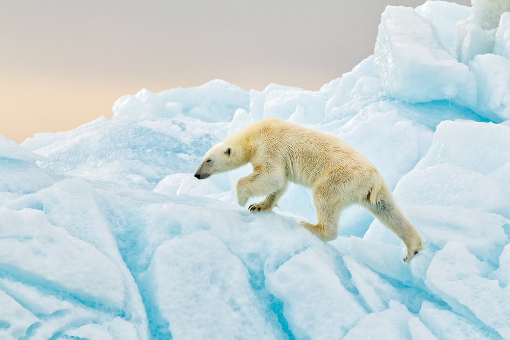 Arctic Ice Walker by Joan Gil Raga — canvas wall art