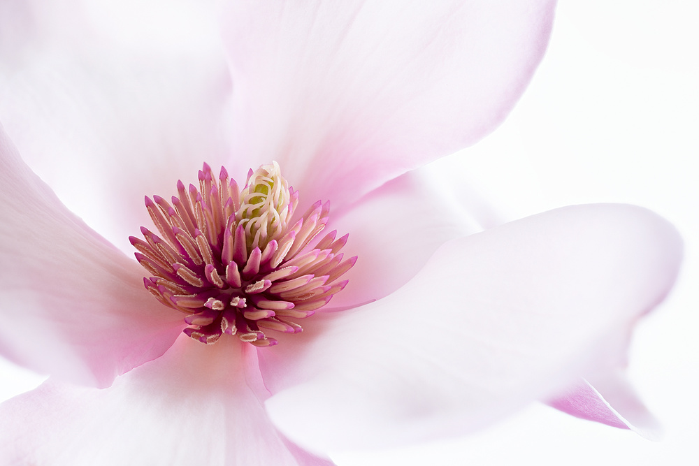 Soft Pink Magnolia by Inna Karpova — canvas wall art