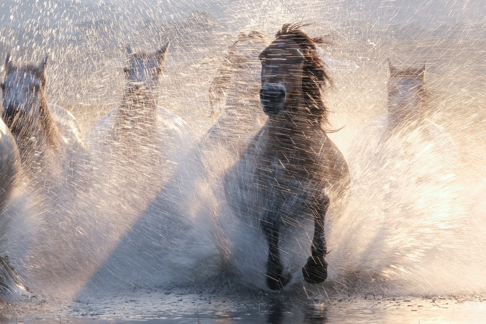 Charging Wild Horses by Bingo Z — canvas wall art