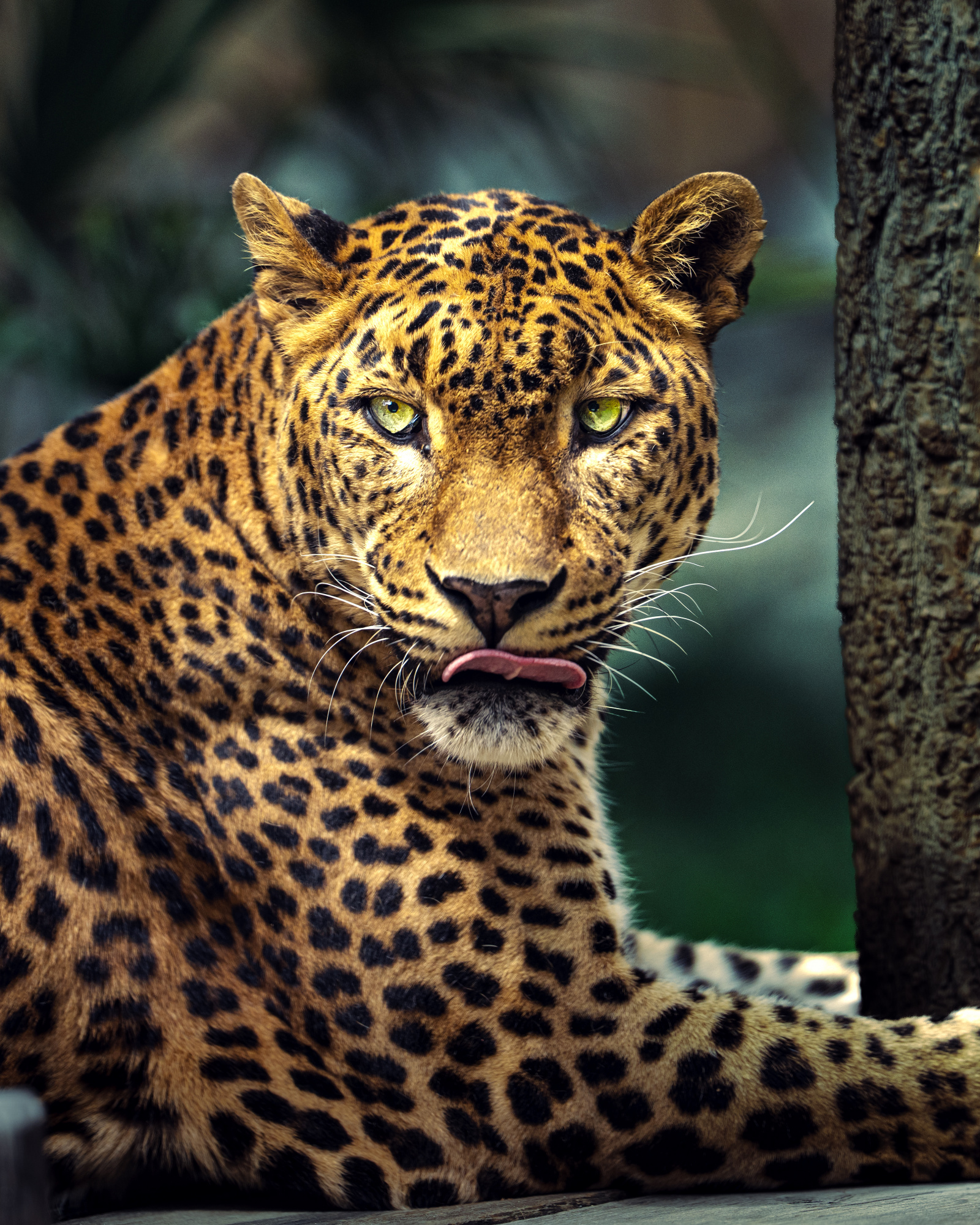 Sri Lankan leopard