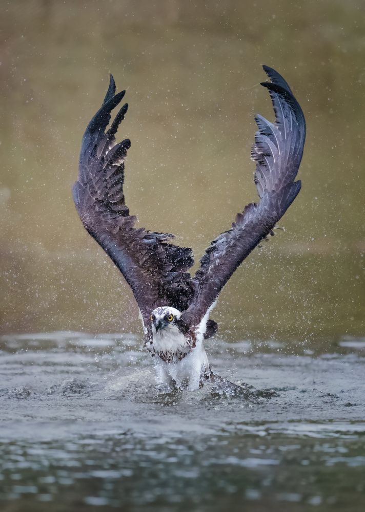 Osprey Water Ascent by Tao Huang — canvas wall art