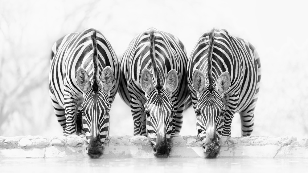 Three Zebras Drinking by Henry Zhao — canvas wall art