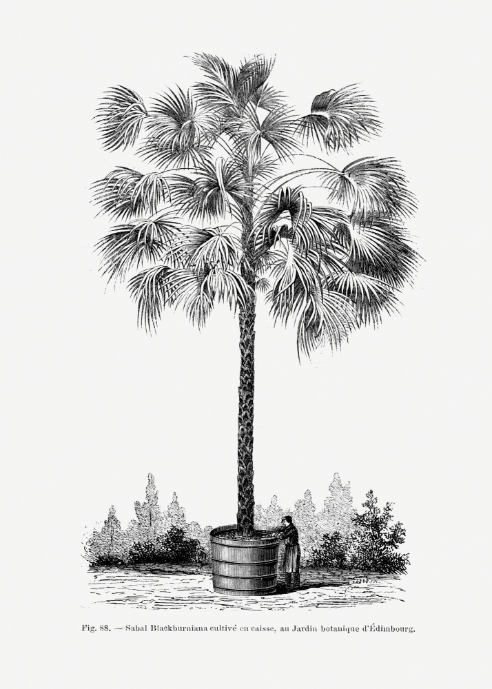 Vintage Palm Tree Drawing X by Les Palmiers Histoire Iconographique — canvas wall art