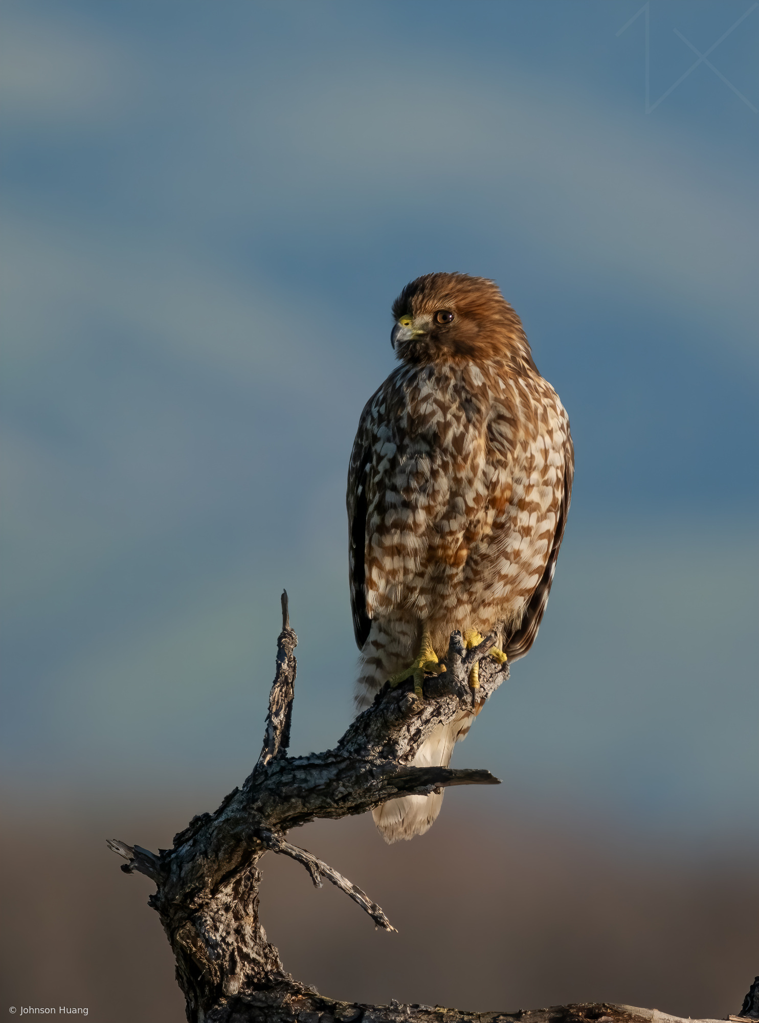 Red shouldered hawk