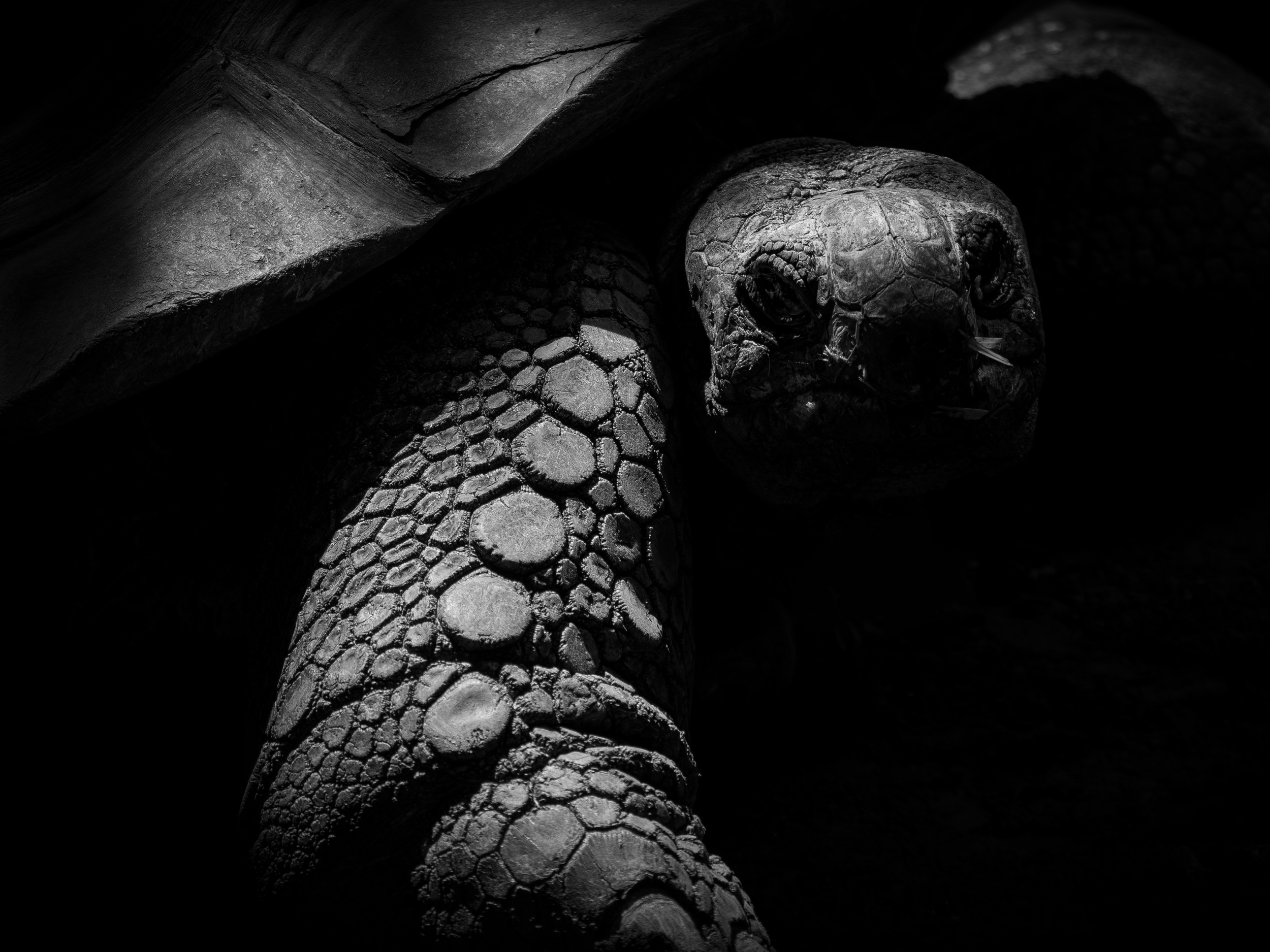 Emblem of the Giant Tortoise by 中林 光次