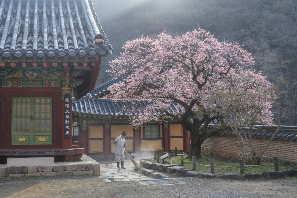Serene Temple Blossoms by Jaeyoun Ryu — canvas wall art