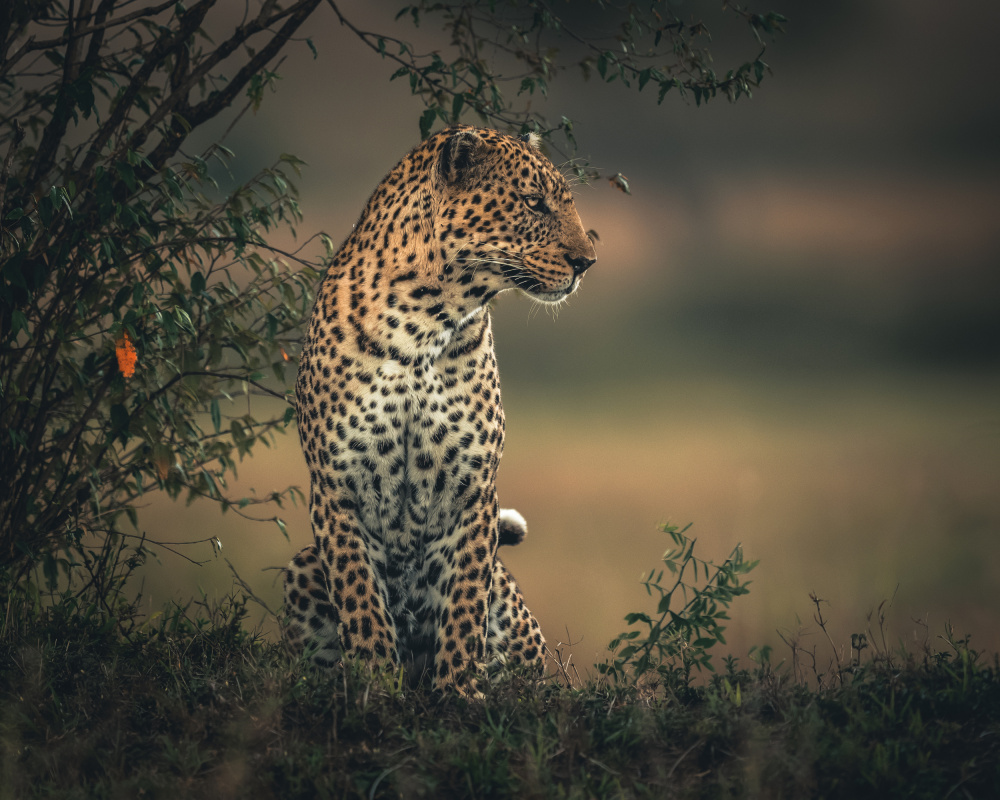 Watchful Leopard by Ahmed Sobhi — canvas wall art