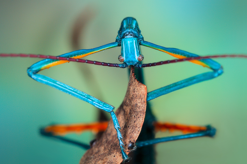 Blue Stick Insect Portrait by Jimmy Hoffman — canvas wall art