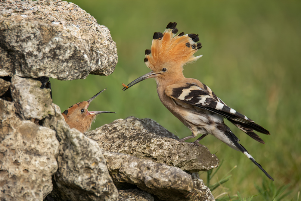 Hoopoe Feeds Chick by Kieran O Mahony AIPF — canvas wall art
