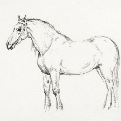 Standing Horse (1818)