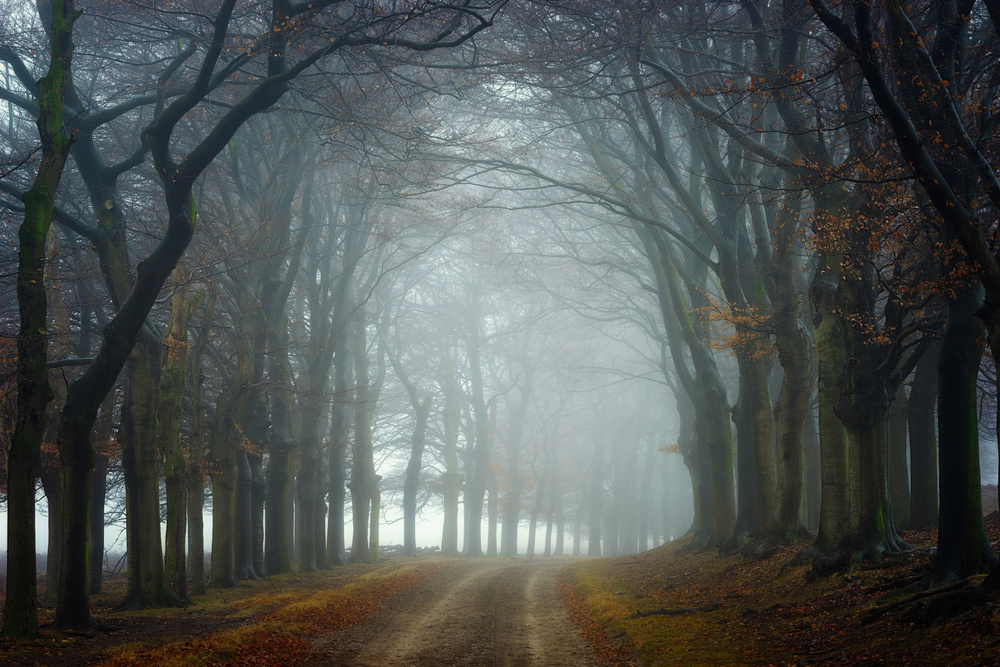 Misty Forest Path by Ellen Borggreve — canvas wall art