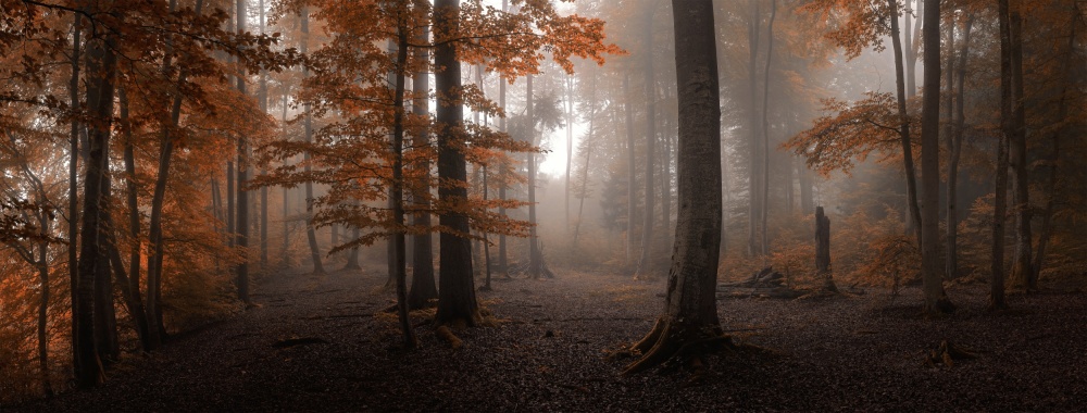 Misty Autumn Forest Path by Tom Meier — canvas wall art