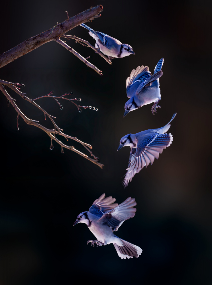Blue Jay: Flight Sequence by Serena Duan — canvas wall art