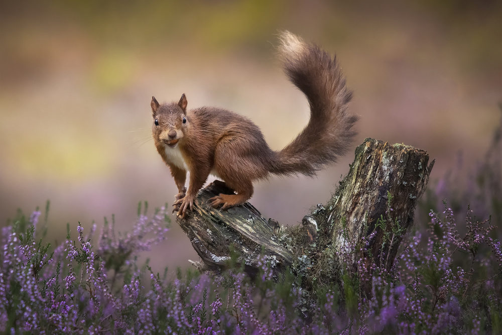 Red Squirrel in Heather by Kieran O Mahony AIPF — canvas wall art