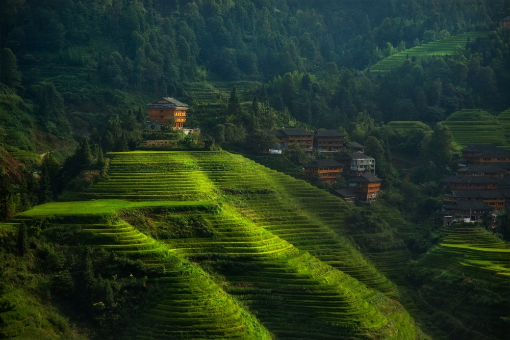 Serene Rice Terrace Village by Max Witjes — canvas wall art