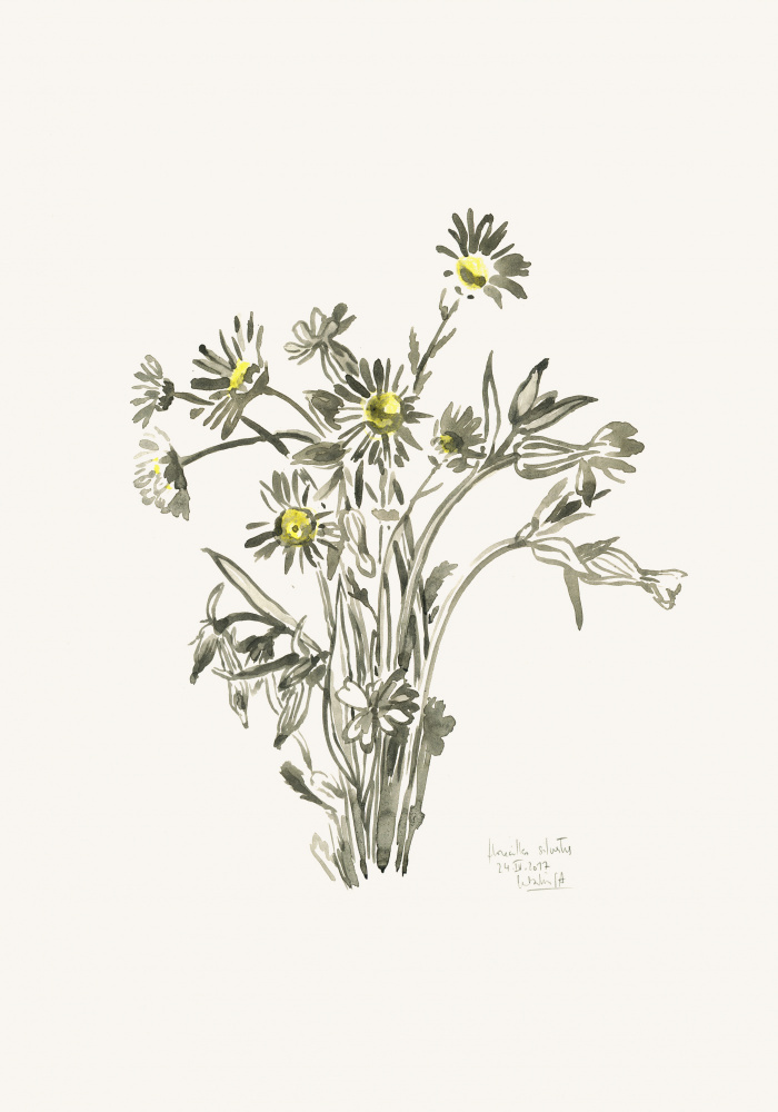 Fresh Daisy Sketch by Catalina Somolinos — canvas wall art