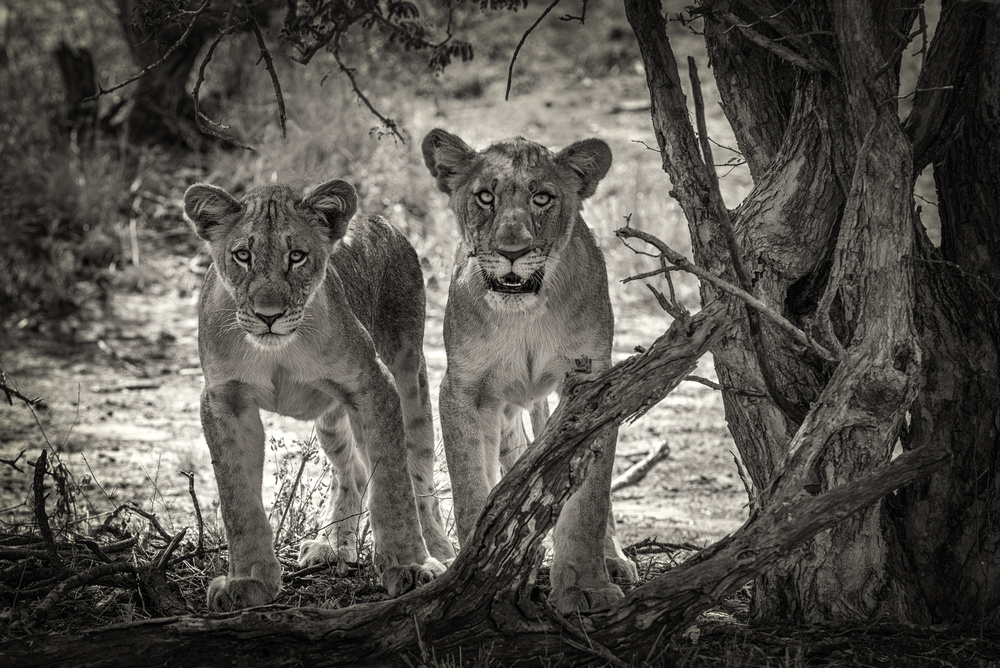 Watchful Lion Cubs by Henrike Scheid — canvas wall art