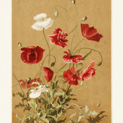 Poppies No. 3 By Ellen Thayer Fisher
