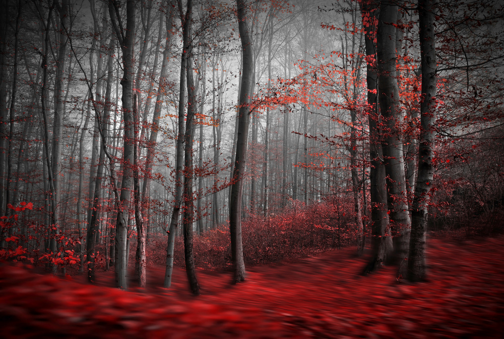Misty Red Forest by Samanta Krivec — canvas wall art