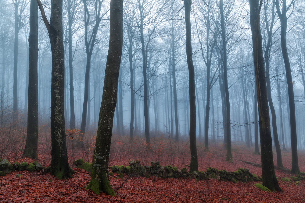 Misty Forest Path by Gustav Davidsson — canvas wall art
