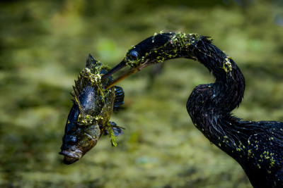 Anhinga & Fish by Wanghan Li