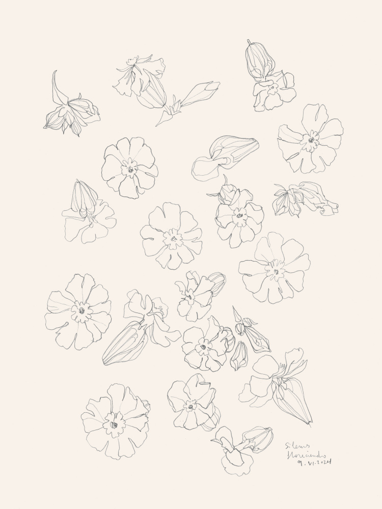 Elegant Flower Drawings by Catalina Somolinos — canvas wall art