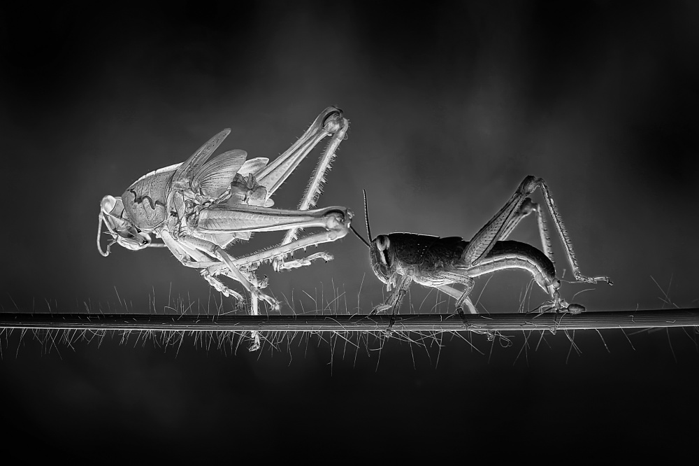 Grasshopper Transformation by Adhi Prayoga — canvas wall art