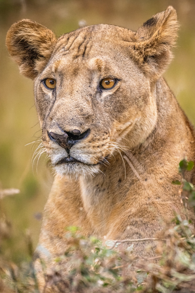 Wild Lioness Gaze by Andrea Auf dem Brinke — canvas wall art