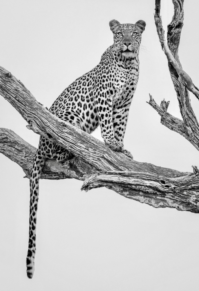 Majestic Leopard Perched by Rob Darby — canvas wall art