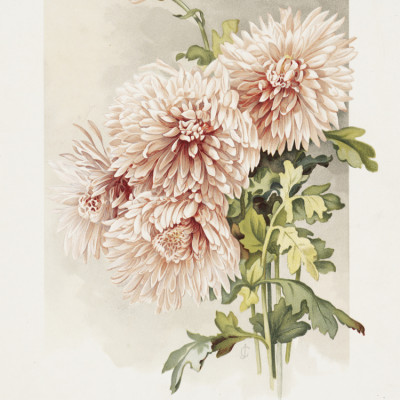 Chrysanthemums