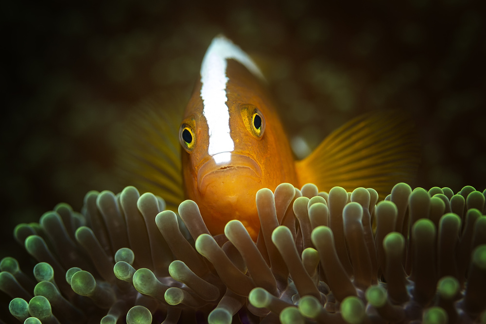Vibrant Clownfish Peeks by Walter Lackner — canvas wall art